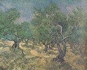 Vincent Van Gogh Olive Grove (nn04) oil painting reproduction